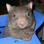 Wombat in a chair