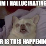 dog passed out sick  | AM I HALLUCINATING; OR IS THIS HAPPENING | image tagged in dog passed out sick | made w/ Imgflip meme maker