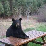 Bear sitting at picnic table