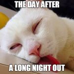 drunk cat boeing | THE DAY AFTER; A LONG NIGHT OUT | image tagged in drunk cat boeing | made w/ Imgflip meme maker
