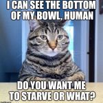 Serious Cat | I CAN SEE THE BOTTOM OF MY BOWL, HUMAN; DO YOU WANT ME TO STARVE OR WHAT? | image tagged in serious cat,cats,caturday | made w/ Imgflip meme maker