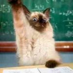 One of Chemistry cat cat  students (catweek) | OOH; I GOT A JOKE | image tagged in chemistry cat,cat weekend,funny cat,bad pun cat,cat jokes | made w/ Imgflip meme maker