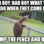 turtle fence escape | BAD BOY, BAD BOY WHAT YOU GONNA DO WHEN THEY COME FOR YOU; JUMP THE FENCE AND RUN | image tagged in turtle fence escape | made w/ Imgflip meme maker