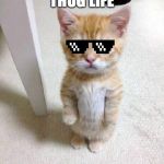 Cute Cat #Thuglife | THUG LIFE | image tagged in cute cat thuglife | made w/ Imgflip meme maker