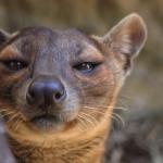 Skeptical fossa