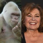 Roseanne the Ape