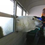 polar bear bus