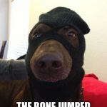 dog robber | IT WASN'T ME; THE BONE JUMPED IN MY BELLY | image tagged in dog robber | made w/ Imgflip meme maker