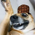 Awesome dog | I SAW THAT | image tagged in awesome dog,scumbag | made w/ Imgflip meme maker