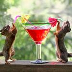 squirrel happy hour