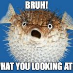 Puffer Fish | BRUH! WHAT YOU LOOKING AT?! | image tagged in puffer fish | made w/ Imgflip meme maker