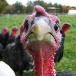 Turkey Close Up