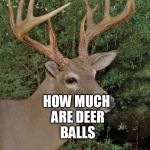 Bad Pun Buck (I Swear If I Get A NSFW) | HERE'S A PUN; HOW MUCH ARE DEER BALLS; UNDER A BUCK | image tagged in bad pun buck | made w/ Imgflip meme maker