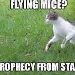 Warrior cat meme | FLYING MICE? IT’S A PROPHECY FROM STARCLAN! | image tagged in warrior cat meme | made w/ Imgflip meme maker