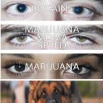 eyes on drugs meme