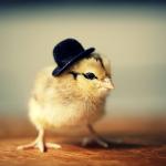 Little chick bowler hat