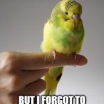 SICK PARAKEET | MY PARAKEET BROKE HIS LEG TODAY, SO I MADE HIM A SPLINT WITH SOME MATCHSTICKS & TAPE; BUT I FORGOT TO REMOVE THE SANDPAPER FROM THE CAGE | image tagged in sick parakeet,parakeet,budgie,bird,angry bird | made w/ Imgflip meme maker