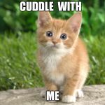 Cute cats | CUDDLE  WITH; ME | image tagged in cute cats | made w/ Imgflip meme maker