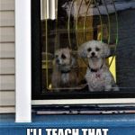 funny dog meme | TODAY IS THE DAY; I'LL TEACH THAT CAT A LESSON | image tagged in funny dogs | made w/ Imgflip meme maker