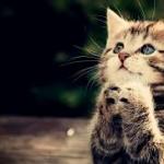 Geelong Cats Praying Kitten meme