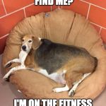 Hiding from fitness | HOW DID YOU FIND ME? I'M ON THE FITNESS PROTECTION PROGRAM | image tagged in too lazy,meme,lazy | made w/ Imgflip meme maker