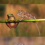 Frog and lizard