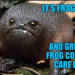 Introducing Grumpy Frog! Frog Week, June 4-10, a JBmemegeek & giveuahint event! (Template link in comments) | IT'S FROG WEEK; AND GRUMPY FROG COULDN'T CARE LESS | image tagged in grumpy frog,frog week,jbmemegeek,giveuahint,frogs,funny animals | made w/ Imgflip meme maker