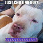 High Pitbull | JUST CHILLING BOY! ZZZZZZZZZZZZZZZZZZ! | image tagged in high pitbull | made w/ Imgflip meme maker
