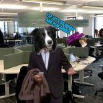When I See my new office for the first time... | YEP. LET'S GO AHEAD AND PLAY GAMES. LET'S GO TO FURRY PAWS.COM. | image tagged in chili the border collie,dogs,border collie,australian shepherd | made w/ Imgflip meme maker