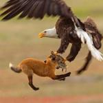 Eagle vs fox vs rabbit