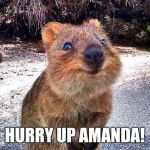 happy quokka | HURRY UP AMANDA! | image tagged in happy quokka | made w/ Imgflip meme maker