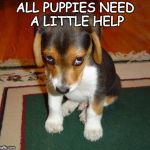 ashamed puppy | ALL PUPPIES NEED A LITTLE HELP | image tagged in ashamed puppy | made w/ Imgflip meme maker