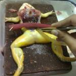 Dissecting frog meme