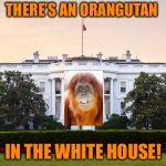 And he’s going ape | THERE’S AN ORANGUTAN; IN THE WHITE HOUSE! | image tagged in white house,memes,donald trump,orangutan,donald trump is an orangutan | made w/ Imgflip meme maker