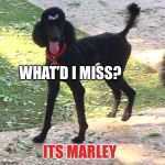 Marley Poodle | WHAT’D I MISS? ITS MARLEY | image tagged in marley poodle | made w/ Imgflip meme maker