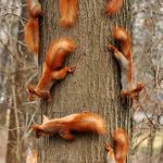 Squirrels  | COOKOUT SEPT 8; I BROUGHT THE FAMILY | image tagged in squirrels | made w/ Imgflip meme maker