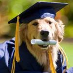 Graduate Doggo