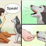 Wikihow Dog Training meme