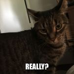 Disgusted Cat | REALLY? | image tagged in disgusted cat | made w/ Imgflip meme maker