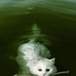 Cat swimming with stidk