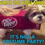 Somebody has questions to answer... :) | WHAT DO YOU MEAN; IT'S NOT A COSTUME PARTY? | image tagged in dr pepper costume,memes,costume,dogs,animals | made w/ Imgflip meme maker