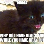 curious kitten  | MAMA; WHY DO I HAVE BLACK FUR WHILE YOU HAVE GRAY FUR | image tagged in tiny black kitten,funny,cute kittens | made w/ Imgflip meme maker