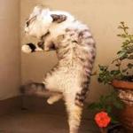 happy dance cat