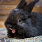ermahgerd bunny | AAAAAAHHHHHHH; NO MORE CARROTS! | image tagged in ermahgerd bunny | made w/ Imgflip meme maker