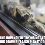 Playing it cool racoon