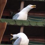 enraged seagull meme