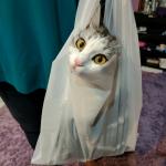 Cat in plastic bag