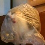 Cat in bag