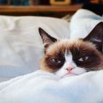 grumpy cat bed