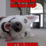 high dog | You wanna be like that dog? DON'T DO HEROIN. | image tagged in high dog | made w/ Imgflip meme maker